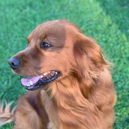 Golden Retrievers from Redwood Goldens