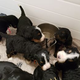 Bernedoodle and Goldendoodle Puppies from Sukisdoodles