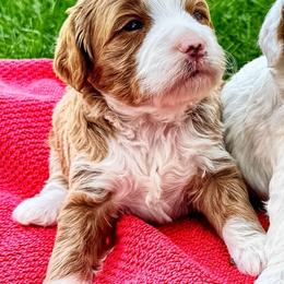 Foxtail Palm - Red  male Goldendoodle puppy in Bountiful, Utah from Red Brick Doodles