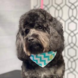 Aussiedoodle puppies from Johnson’s Highland Pride Aussiedoodles