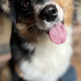 Australian Shepherds from Wide Open Aussies