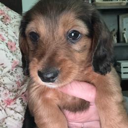 Mars - Red male Dachshund puppy in Delta, Utah from Dix n’ Dot Dachshunds