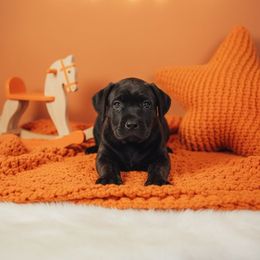 Frankenstein - Chestnut brindle male Cane Corso puppy in Hampstead, New Hampshire from Durgin Hollow