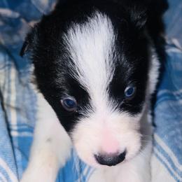 Roman - Black and white male Border Collie puppy in Liverpool, Pennsylvania from Breezy Acres Stock & Sporting Dogs