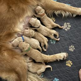 2nd Pick Boy - Golden male Golden Retriever puppy in Havana, Florida from Golden Gems