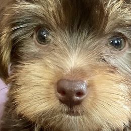 Yorkshire Terriers from Happy Tails