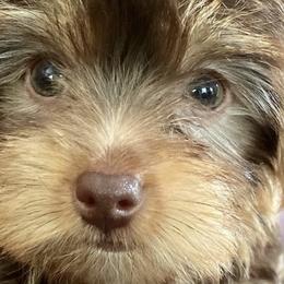 Yorkshire Terriers from Happy Tails