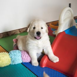 Golden Retriever Puppies from Honeysweet Goldens