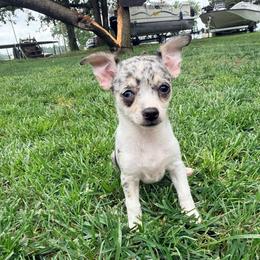 Louis AKC trip to Utah can deliver otw - Blue merle male Chihuahua puppy in Seneca, Missouri from Stephanie’s Puppy Colony