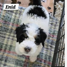 Enid (Shayna) Smith - Tri-color female Bernedoodle puppy in Montverde, Florida from Central Florida Bernedoodles