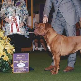 Dogues de Bordeaux from The Butcher’s Dogue/ Le Chien du Boucher