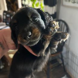 Buttermilk-AKC . PRA clear - Black female Dachshund puppy in Dover, Oklahoma from Freckles and Furballs