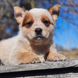 Australian Cattle Dog Puppies from TLC Cattle dogs