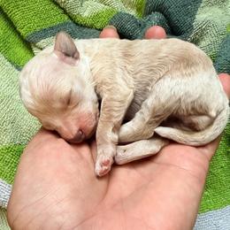 Girl 2 - Apricot female Poodle puppy in Orlando, Florida from Florida Miniature Poodles
