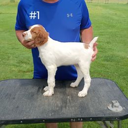 Boy 1 - White and orange male Brittany puppy in Conneautville, Pennsylvania from High Hopes Kennel