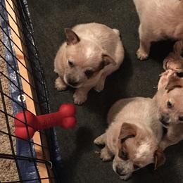 Australian Cattle Dogs from Glory Ranch Australian Cattle Dogs