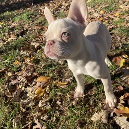 Archie - White French Bulldog puppy in Kansas City, Missouri from Feuer Frenchies