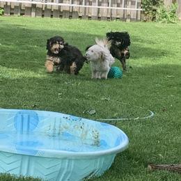 Bernedoodle Puppies from Mini Bernedoodle Babies- Indiana
