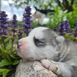 Taylor - Gray and white male Siberian Husky puppy in Addison, Michigan from Gray Run Siberian Huskies