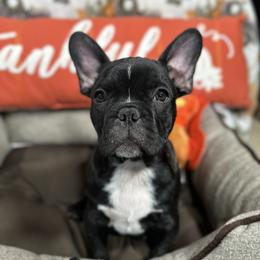 Hawkeye - Brindle and white male French Bulldog puppy in Thorndale, Pennsylvania from Allure Frenchies