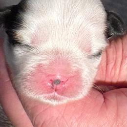 LG4 - Gold and white female Shih Tzu puppy in Madras, Oregon from Maridee’s ShihTzu