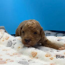 Blue - Red  male Poodle puppy in Mauston, Wisconsin from Quiverfull Acres