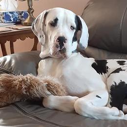 Great Danes from Tinkerbelle's Puppies