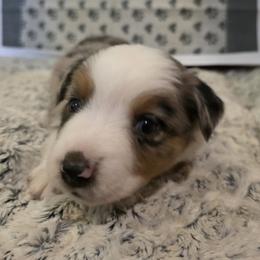 Miniature Australian Shepherd Puppies from Awesome Aussies