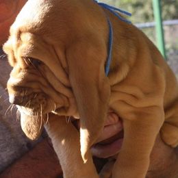 Bloodhound and Mastiff Puppies from Teoc Bloodhounds and Mastiffs