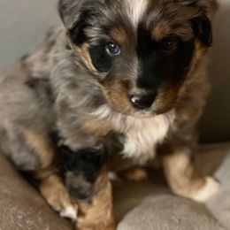 Miniature Australian Shepherds from Beartooth Mountain Minis