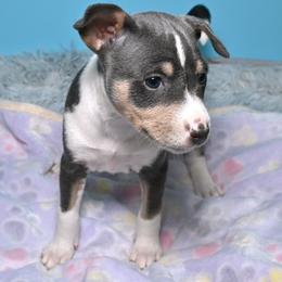 Seraphina...Blue tri female, 1 - Blue cream and white female Basenji puppy in Eugene, Oregon from Basenji Puppies