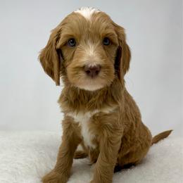 Briar - Red  male Goldendoodle puppy in Calhoun, Georgia from FamilyLoved Doodles