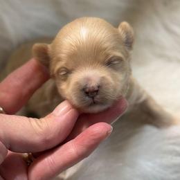 Aria - Apricot female Maltipoo puppy in Lebanon, Kentucky from Mosaic Merle Doodles