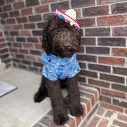 Garnet - Chocolate Goldendoodle puppy in Charlotte, North Carolina from Ben and Jerry Doodles