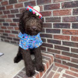 Garnet - Chocolate Goldendoodle puppy in Charlotte, North Carolina from Ben and Jerry Doodles