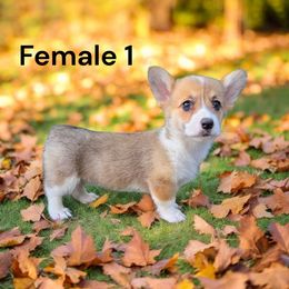Female 1 - Red female Pembroke Welsh Corgi puppy in Tennessee from Grindstaff Corgis