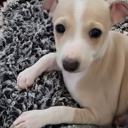 Girl 1 - Fawn female Italian Greyhound puppy in Phoenix, Arizona from Micci Italian Greyhounds
