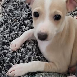 Girl 1 - Fawn female Italian Greyhound puppy in Phoenix, Arizona from Micci Italian Greyhounds
