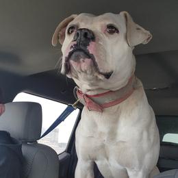 Dorothy - American Bulldog