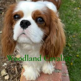 Oliver - Blenheim male Cavalier King Charles Spaniel puppy in Newbury Park, California from Woodland Cavaliers