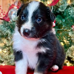 Lewis - Black tri-color male Australian Shepherd puppy in Preston, Idaho from KC Bar Ranch Aussies