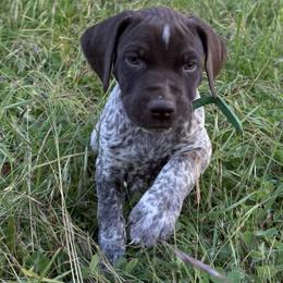 Aspen - Liver and white male German Shorthaired Pointer puppy in Penn Valley, California from Finnan's Ranch German Shorthaired Pointers