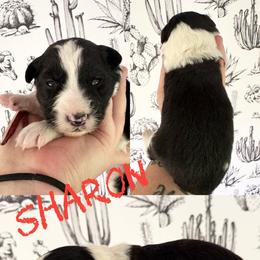 Sharon - Black female Border Collie puppy in Sanger, California from Flying M Cactus Ranch Buddies