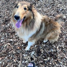 Jack - Sable and white male Collie puppy in West Jefferson, North Carolina from Cold Mountain Collies