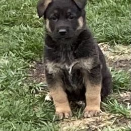 German Shepherd Puppies from Robinsons AKC German Shepherds