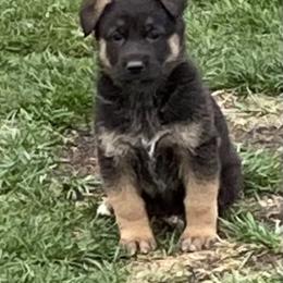 German Shepherd Puppies from Robinsons AKC German Shepherds