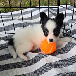 Anni- Frida - White and black female Papillon puppy in Hollister, Missouri from Swan Creek Kennel