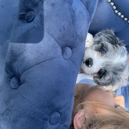 Aussiedoodle and Miniature Australian Shepherd Puppies from Biggie Ranch