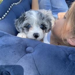 Aussiedoodle and Miniature Australian Shepherd Puppies from Biggie Ranch