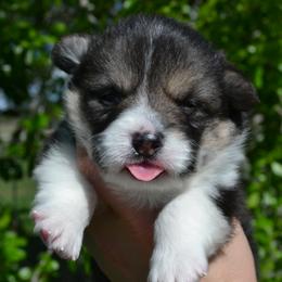Lucky - Black and tan male Pembroke Welsh Corgi puppy in Edna, Texas from MG Corgis